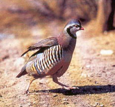 Alectoris Graeca-Graeca